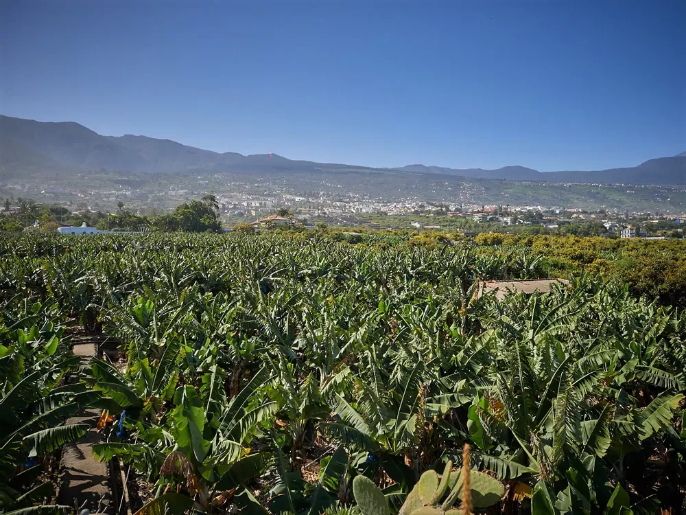 platano-de-canarias_aldi_archipielago-gourmet
