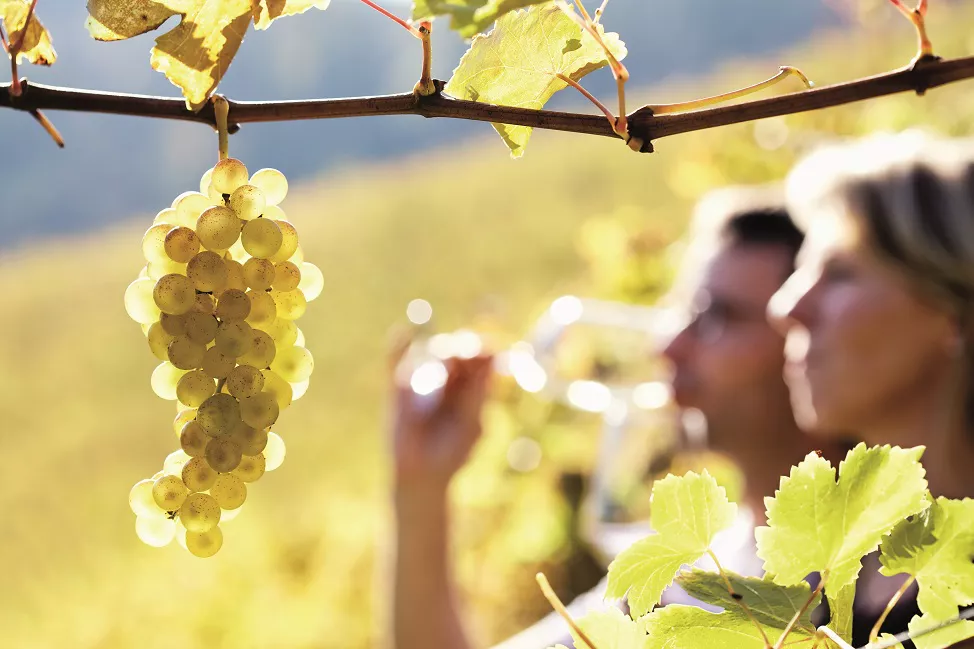 ruta-del-vino-de-rueda_2_archipielago-gourmet